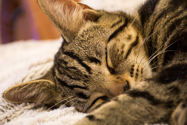 istock Tabby kitten, cat, sleeping on a warm rug, pet sleeping 471100288