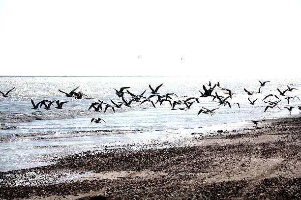istock Flock of Seagulls 471100692