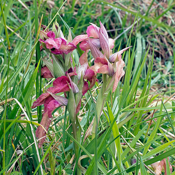 istock Serapias neglecta. Rare wild orchid. 471100802