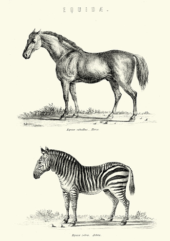 Vintage engraving of a horse and a Zebra, 19th Century