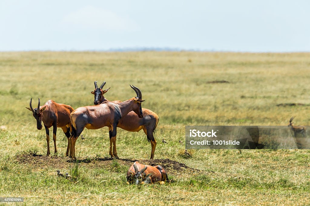 Topis - watching against the predators on peak Topi Antelopes are watching against the predators back to back in Masai Mara National Reserve at Kenya at Africa 2015 Stock Photo