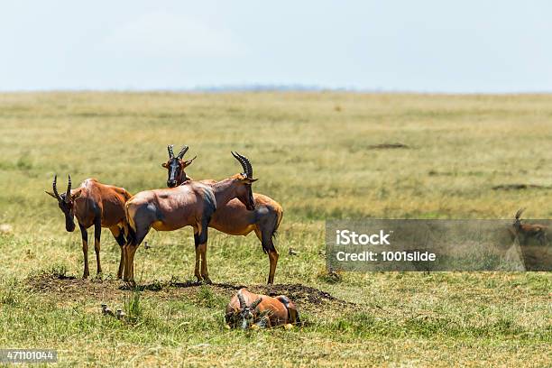 Topis Watching Against The Predators On Peak Stock Photo - Download Image Now - 2015, Acacia Tree, Africa