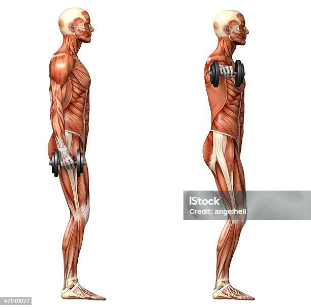 Série De Exercícios Levanta Lateral - Fotografias de stock e mais imagens de Abdómen Humano - Abdómen Humano, Adulto, Anatomia