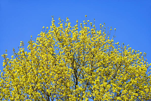 abutilon albero cima di albero sotto il cielo azzurro - treetop sky tree tree canopy foto e immagini stock