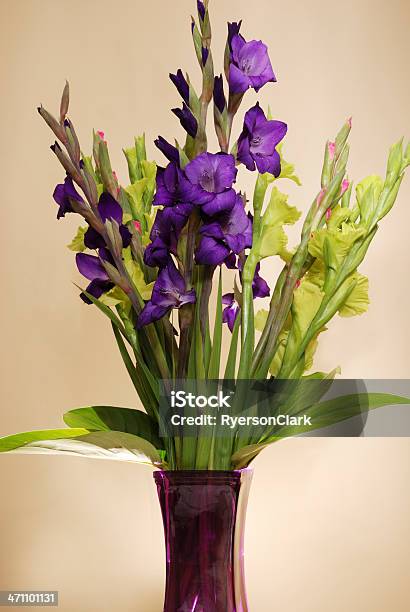 Gladiolas Stockfoto und mehr Bilder von Behälter - Behälter, Blatt - Pflanzenbestandteile, Blau