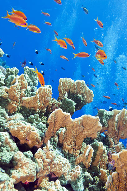 istock coral reef with fishes Anthias, underwater 471101222