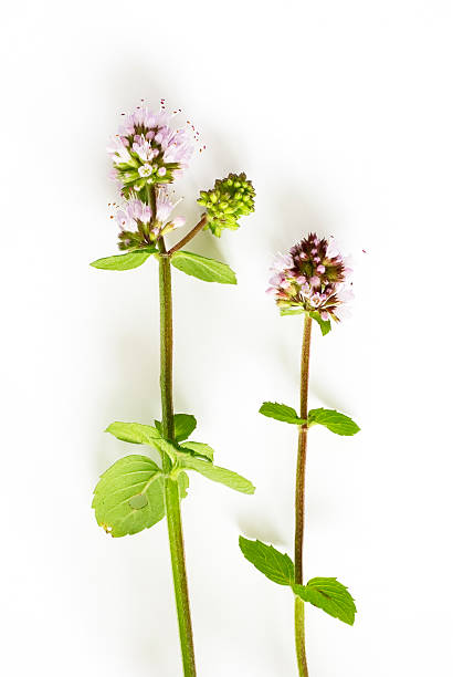 hierbas frescas: mint (mentha aquatica) sobre blanco - mentha aquatica fotografías e imágenes de stock