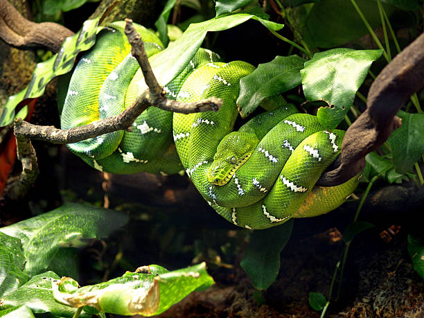 Emerald Tree Boa (Corallus caninus) Snake at Skansen, Stockholm, Sweden Emerald Tree Boa (Corallus caninus) Snake at Skansen, Stockholm, Sweden green boa snake corallus caninus stock pictures, royalty-free photos & images