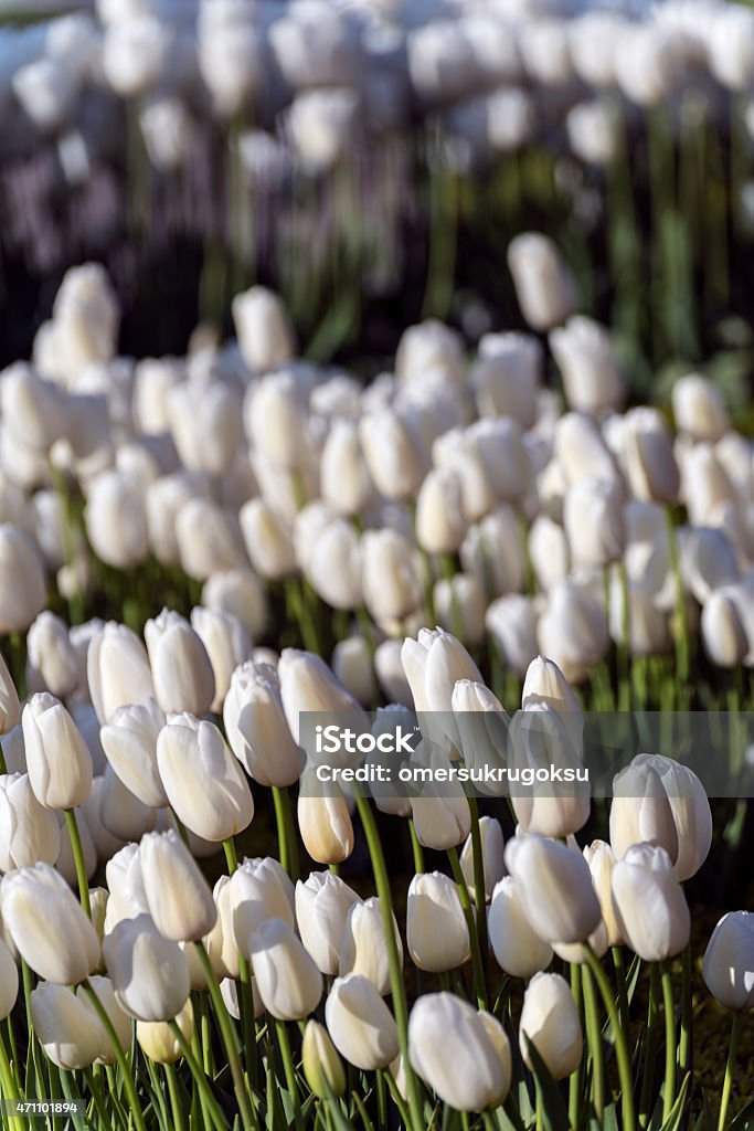 White Tulips in Garden White tulips in garden. Selective focus. Vertical composition. Vibrant color and no people. Focus on front. 2015 Stock Photo