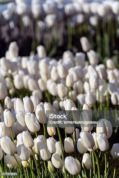 White Tulips In Garden Stock Photo - Download Image Now - 2015, Agricultural Field, Agriculture