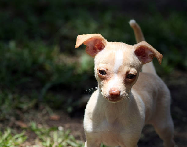 istock Chihuahua Puppy 471101903