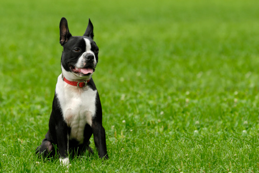Black and white Boston Terrier on a lawn.
