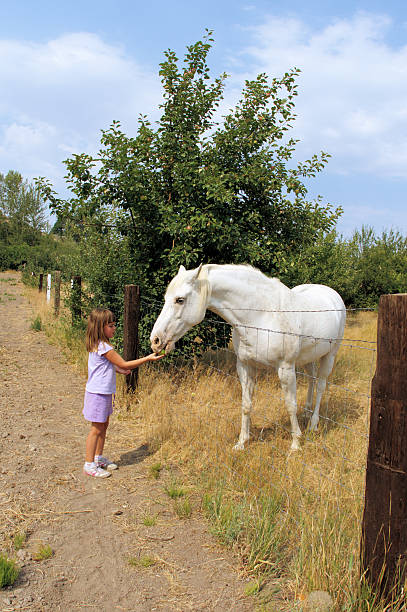 Farm horse young girl feeding a white horse an apple uffington horse stock pictures, royalty-free photos & images