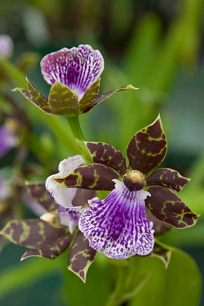 A Zygopetalum hybrid in my personal collection.