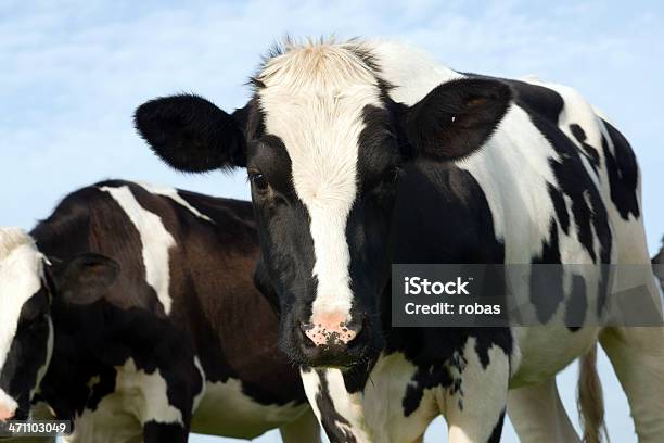 Mucca Primo Piano - Fotografie stock e altre immagini di Affari finanza e industria - Affari finanza e industria, Agricoltura, Ambientazione esterna