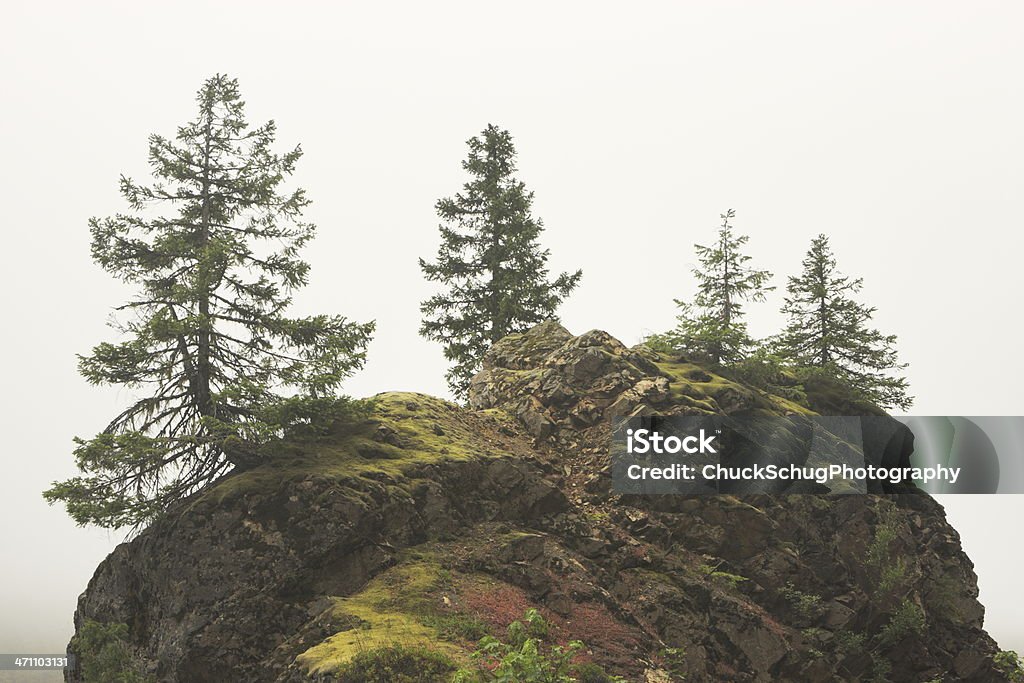 Foresta pluviale nebbia Pino Moss Affioramento - Foto stock royalty-free di Foresta boreale