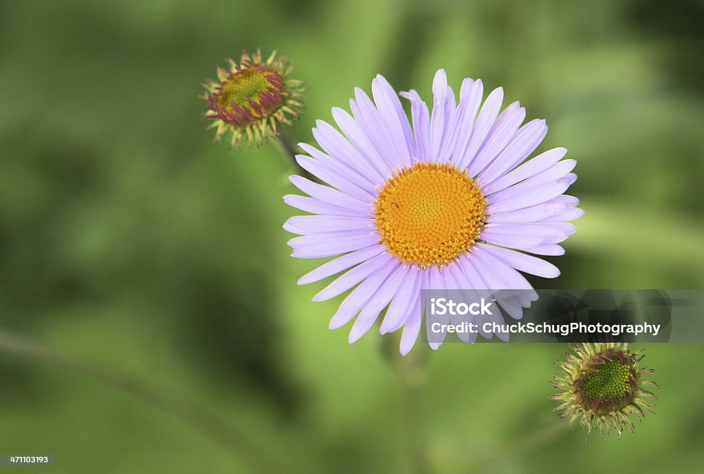 Lila Aster Symphyotrichum puniceum Wildflower - Lizenzfrei Aster Stock-Foto