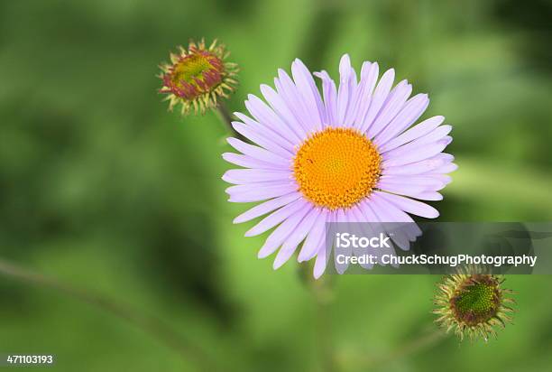 Foto de Aster Symphyotrichum Puniceum Flores Silvestres Roxas e mais fotos de stock de Anual - Característica da planta