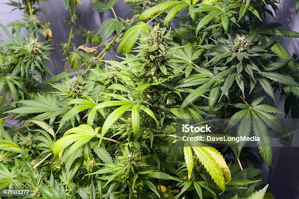 Marijuana Roślin - zdjęcia stockowe i więcej obrazów Bez ludzi - Bez ludzi, Fotografika, Horyzontalny