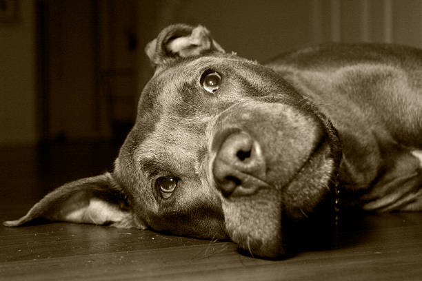 Not all Pitbulls are Mean Great Greeting card photo showing loneliness, contemplation, deep thought. Can also be used to illustrate a dieing pet's last moments at home. Anything from sad to cute! blue nose pitbull pictures pictures stock pictures, royalty-free photos & images