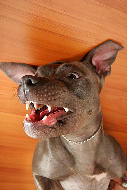 Pearly Whites Cute photo showing the playful side of pitbulls  blue nose pitbull pictures pictures stock pictures, royalty-free photos & images
