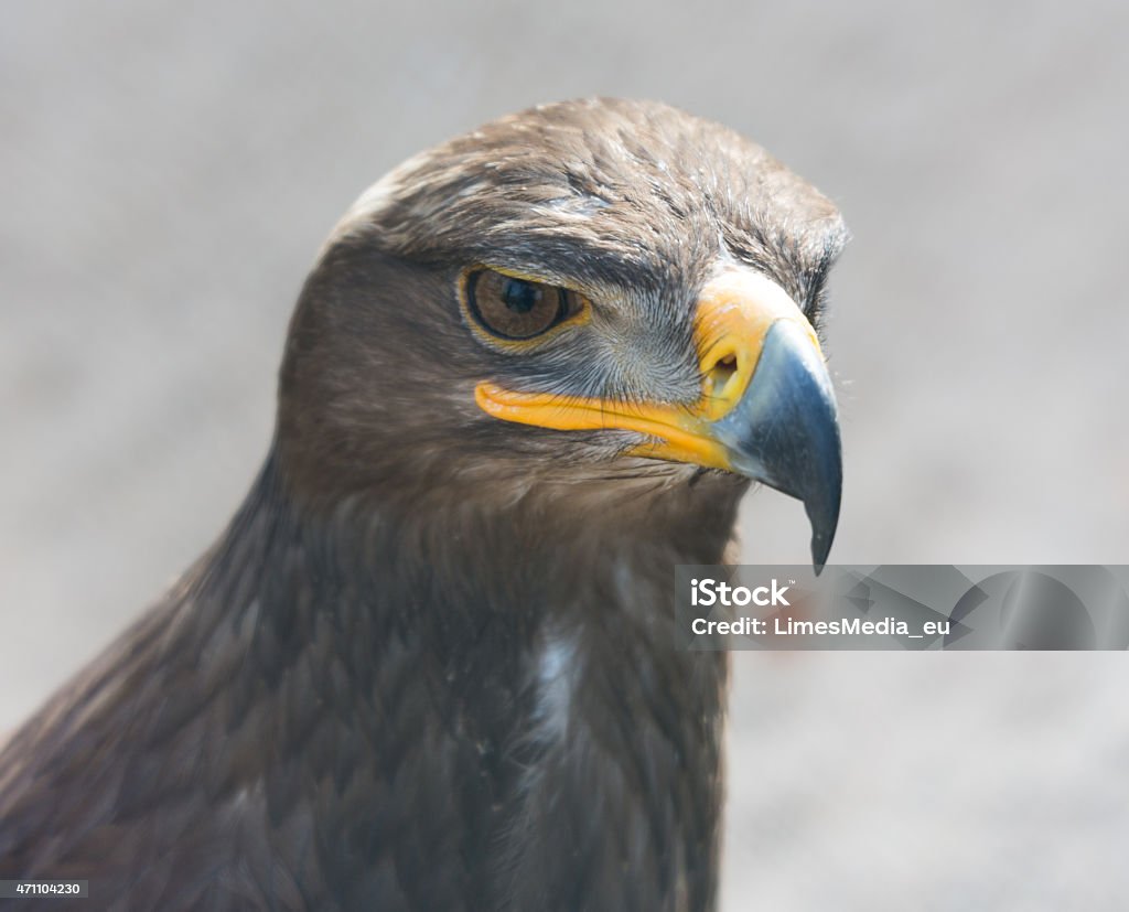 Águia-das-estepes - Foto de stock de 2015 royalty-free Águia-das-estepes - Foto de stock de 2015 royalty-free