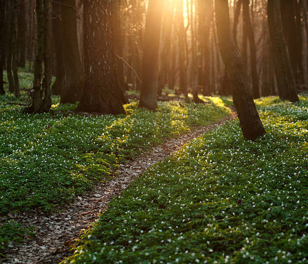 Wood anemones in bloom. Deciduous forest in springtime