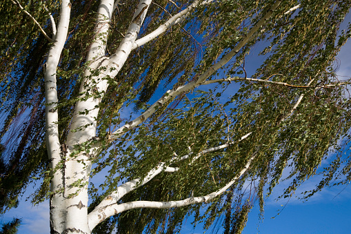 Birch tree blowing in the wind with beautiful blue sky as backdrop.