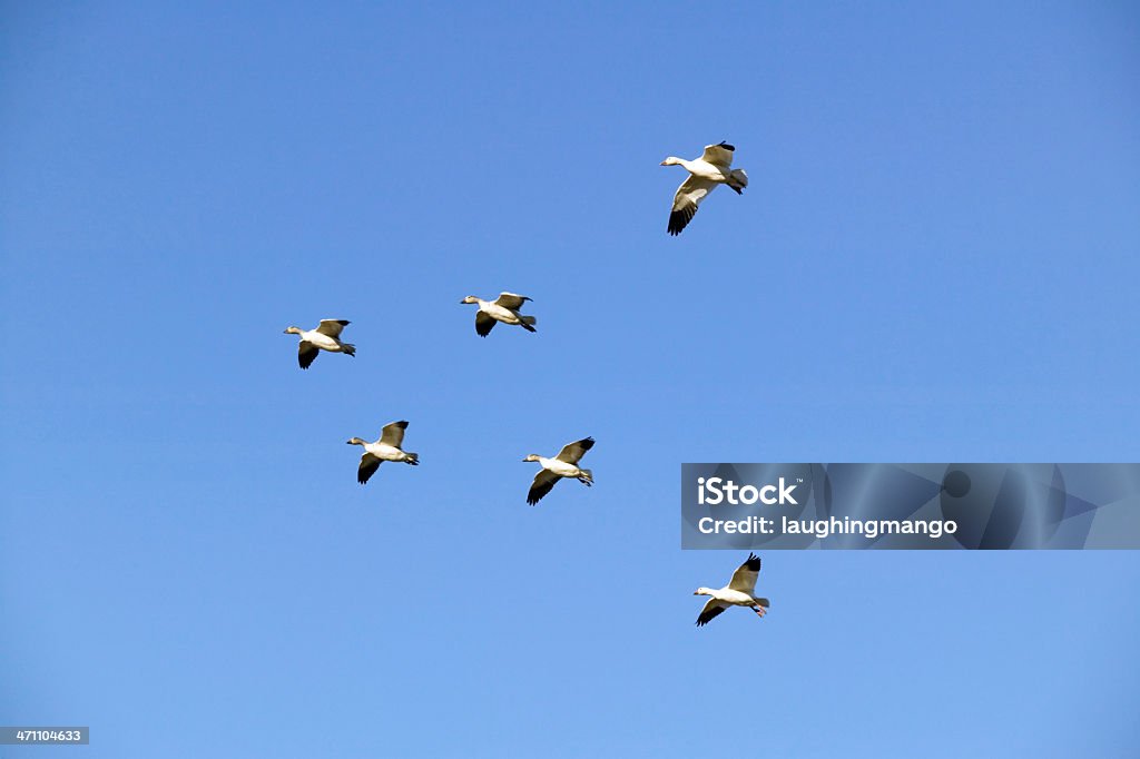 Oies des neiges vol v formation - Photo de Aile d'animal libre de droits