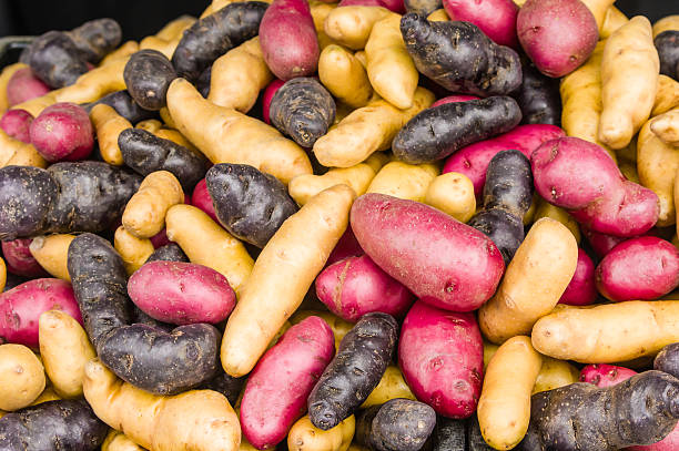 batata fingerling colorido no mercado - fingerling imagens e fotografias de stock