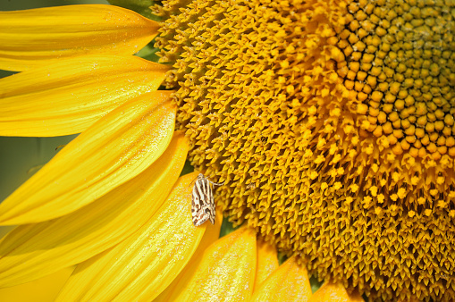 Part of a sunflower's head with slmall butterfly