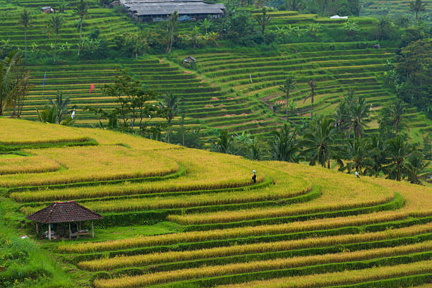 Indonesian rice field stock photo