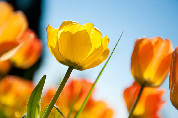 istock Yellow and Orange Tulips 471104980