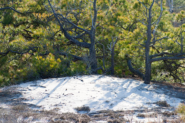 Vegetation of the sand dunes at Assateague State Park, Berlin, Maryland. Scrub pine (Pinus virginiana) and sand heather (Hudsonia tomentosa) dominate this arid habitat that is frequently disturbed by storms, wind and fire.