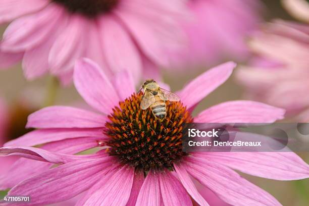 Bee And Echinacea Stock Photo - Download Image Now - Animal, Animal Body Part, Animal Wing