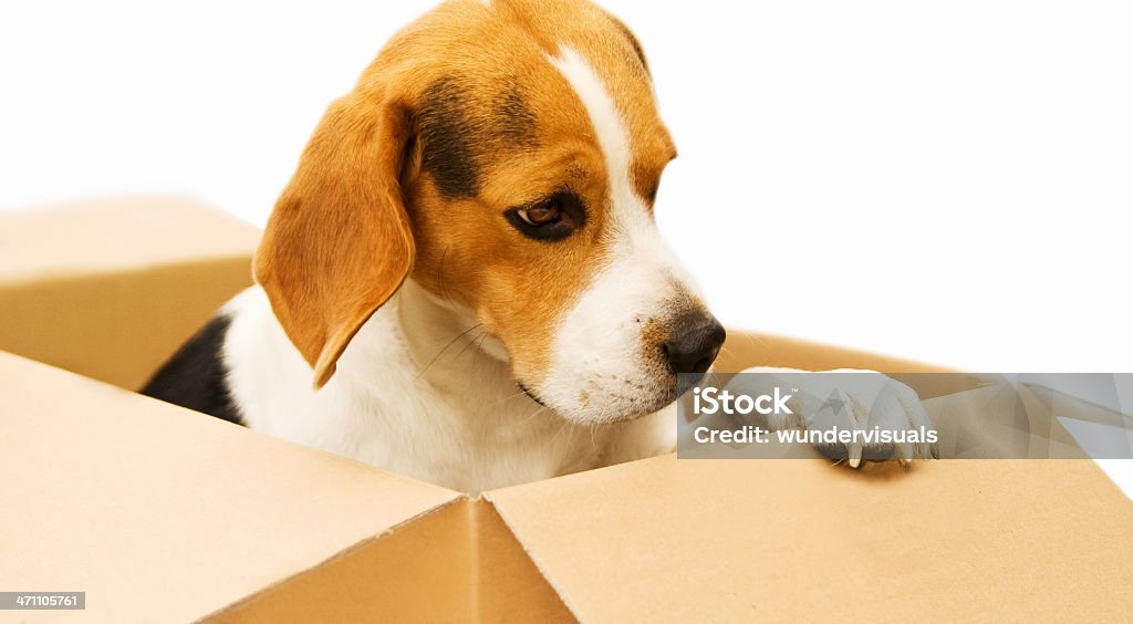 beagle got my beagle just out of the box. Box - Container Stock Photo