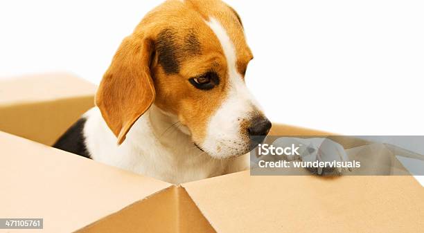 Beagle Stock Photo - Download Image Now - Box - Container, Relocation, Puppy
