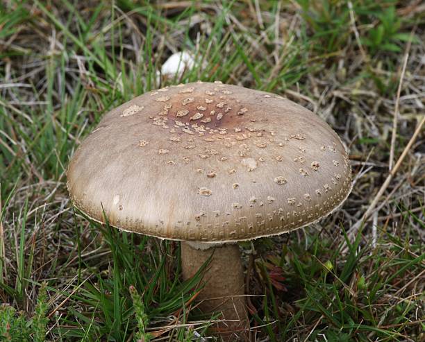 istock Grey Spotted Amanita Fungi 471106143
