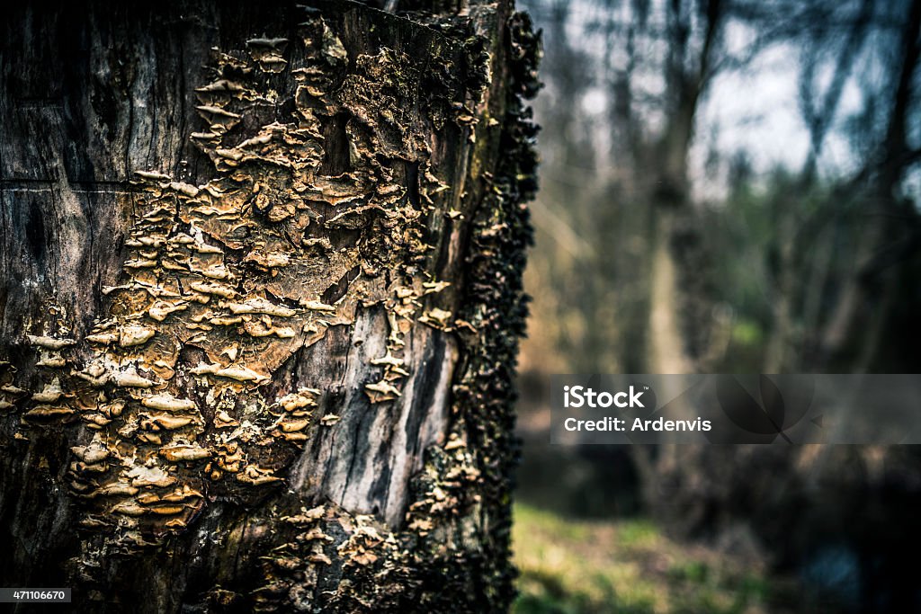 Tronco d'albero coperto con funghi - Foto stock royalty-free di 2015