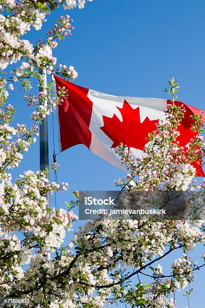 Photo libre de droit de Drapeau Canadien Et Pomme Fleurs banque d'images et plus d'images libres de droit de Fête nationale du Canada - Fête nationale du Canada, Affaires, Affaires Finance et Industrie