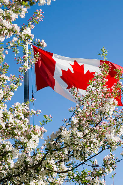 istock Canadian flag and apple blossoms 471106813