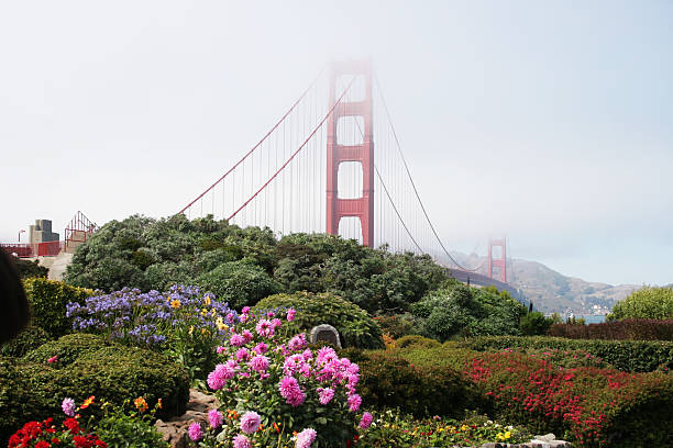istock Golden Gate Bridge and garden flowers 471106909