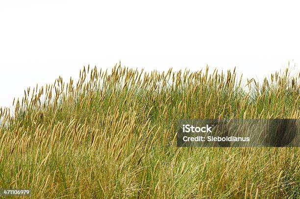 Grass Isolated On White Stock Photo - Download Image Now - Copy Space, Cross Section, Cut Out