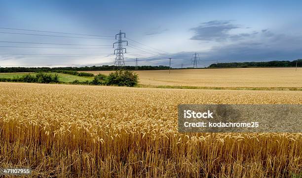 Postes Wheatfield - Fotografias de stock e mais imagens de Agricultura - Agricultura, Alta Voltagem, Aço