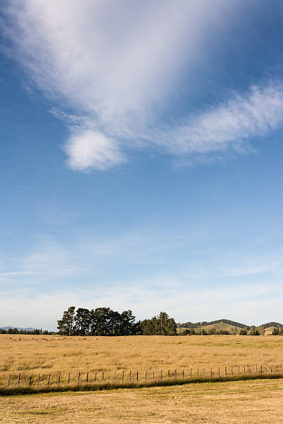 Photo of cirrus clouds above grassy meadow