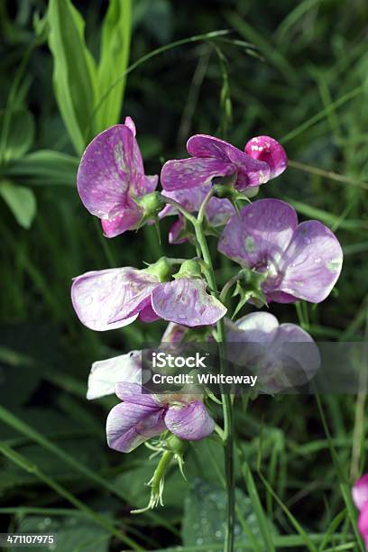 Rosa Amplio Ericifolia Everlasting Pea Lathyrus Latifolius Foto de stock y más banco de imágenes de Aire libre