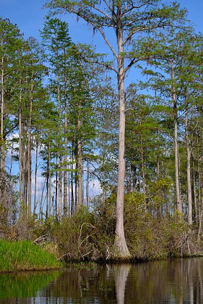 istock Cypress Tree in the Swamp 471108190