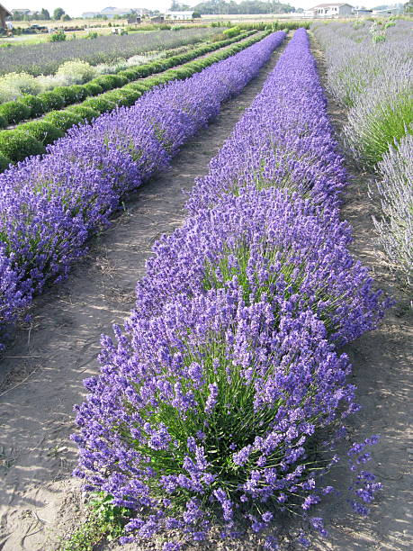 istock Lavender Flowers Rows Purple Farm 471108487