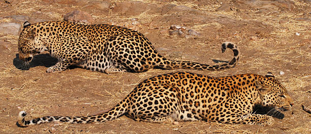 lampartów - leopard horizontal snout fur zdjęcia i obrazy z banku zdjęć