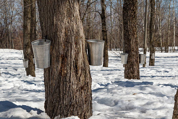 maple sap bucket um eine sugar shack - maple syrup tree sap stock-fotos und bilder